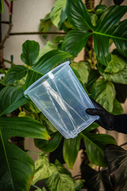 Thick Plastic Transparent Plant Pot, Sets of 5, Large 7"