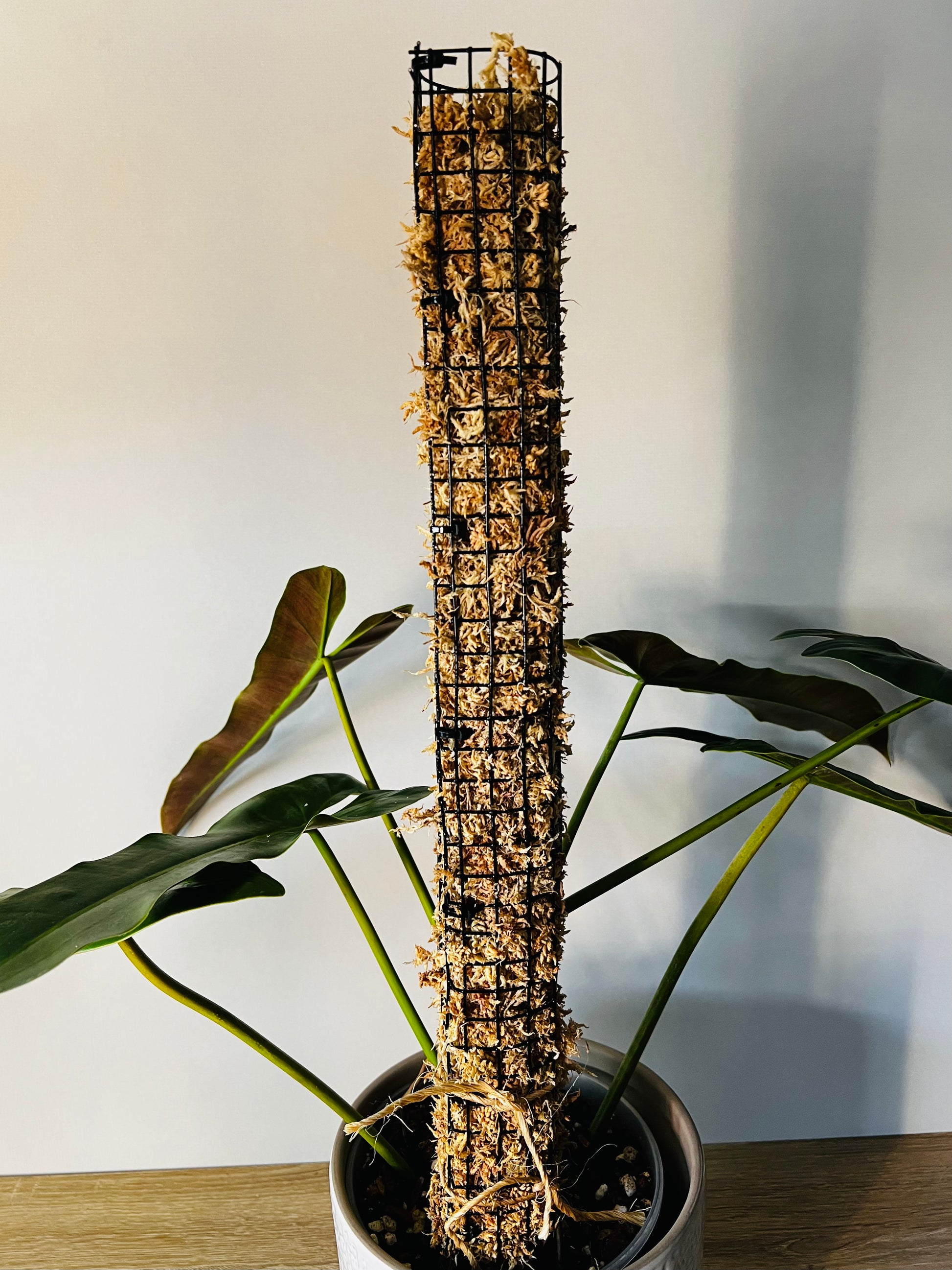 spagnum moss pole Steel Sphagnum Moss Pole, 24”, Handmade