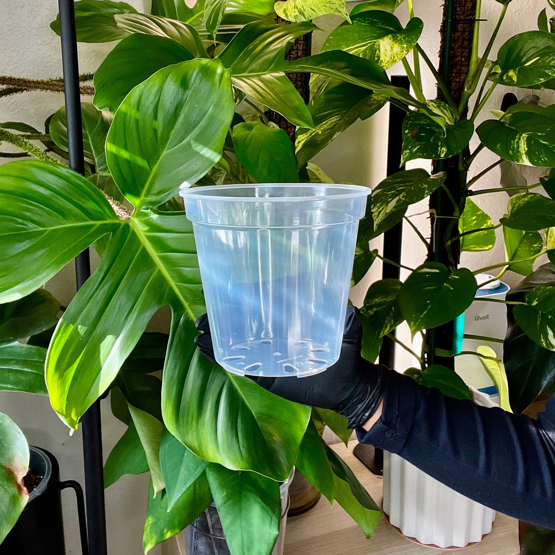 transparent plant pot Plastic Transparent Plant Pot, Set of 5, 6" – Plant Loving J